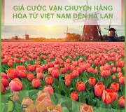 Giá Cước Vận Chuyển Hàng Hóa Từ Việt Nam Đến Hà Lan